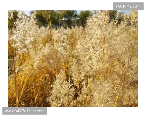 与赵丽畅谈排球生涯的点滴回忆与成长历程